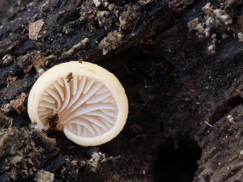 Crepidotus ehrendorferi Crepidotus ehrendorferi